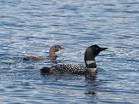 loon and baby Dave Milne  710  Mother Loon and chick, Cluculz lake, BC